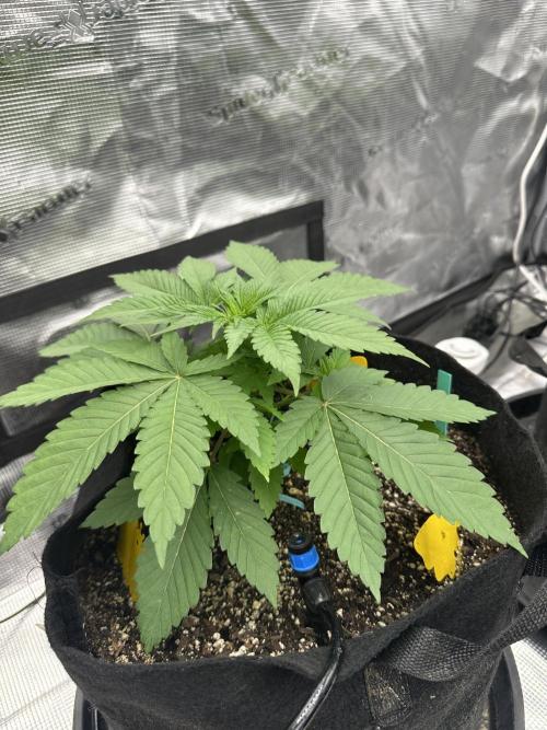 Spring 2026 Grow. Week 3