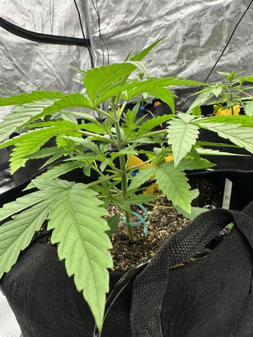 Spring 2026 Grow. Week 3