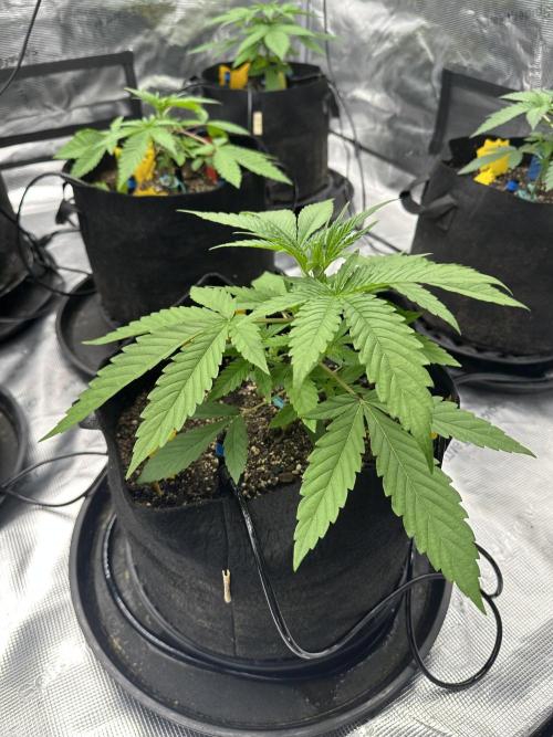 Spring 2026 Grow. Week 3