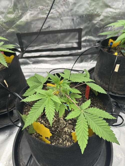 Spring 2026 Grow. Week 3
