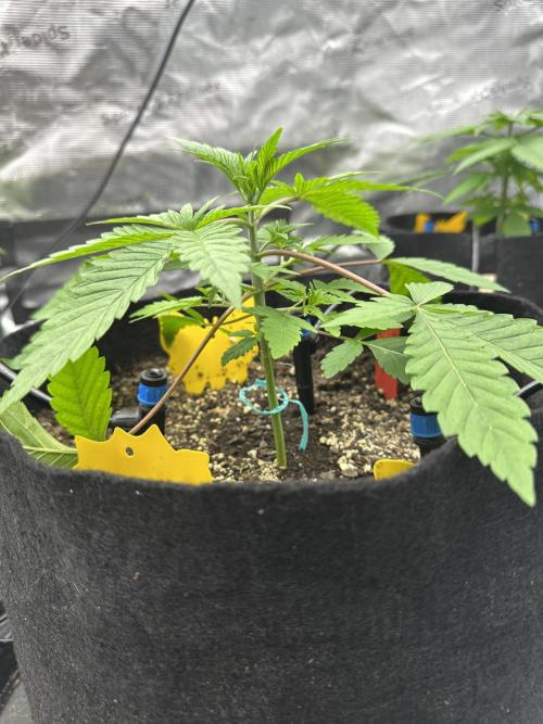 Spring 2026 Grow. Week 3