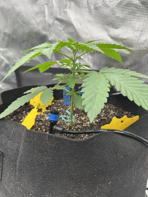 Spring 2026 Grow. Week 3