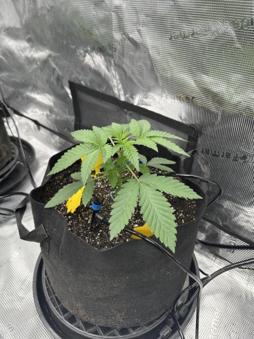 Spring 2026 Grow. Week 3