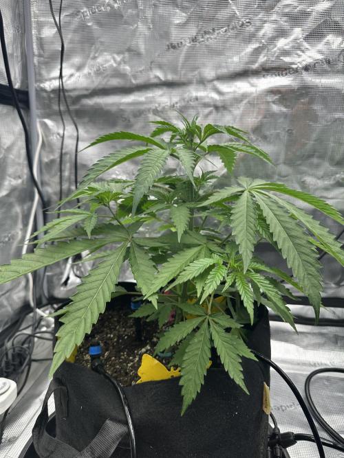 Spring 2026 Grow. Week 4 - Lovers moon