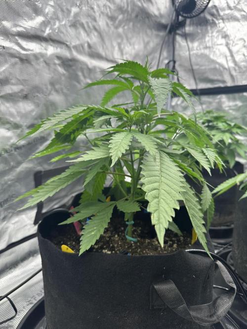 Spring 2026 Grow. Week 4 - Lovers moon