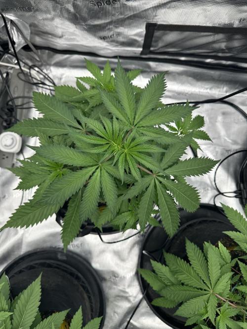 Spring 2026 Grow. Week 4 - Lovers moon