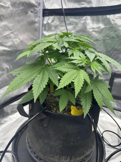 Spring 2026 Grow. Week 4 - Lm
