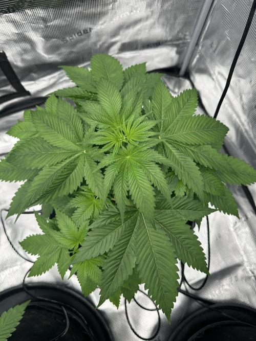 Spring 2026 Grow. Week 4 - Sour lime haze