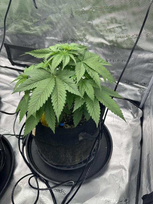 Spring 2026 Grow. Week 4 - Sour lime haze