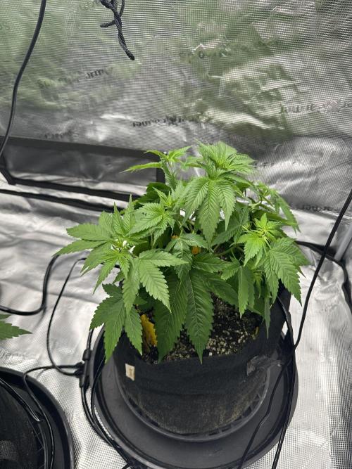 Spring 2026 Grow. Week 4 - Sour lime haze