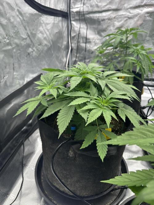 Spring 2026 Grow. Week 4 - Bad apple