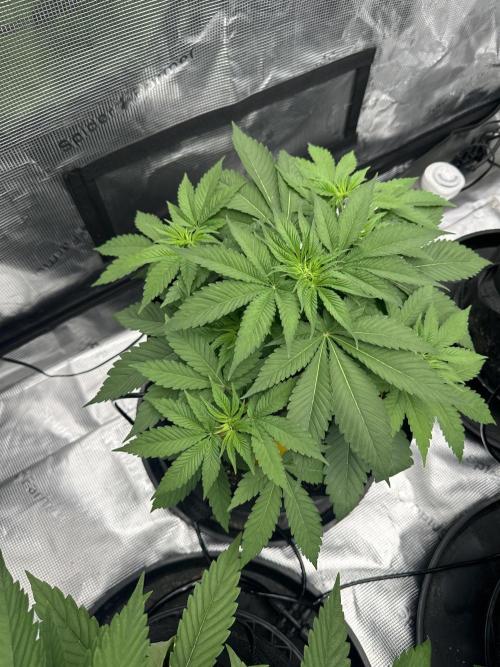 Spring 2026 Grow. Week 4 - Bad Apple 