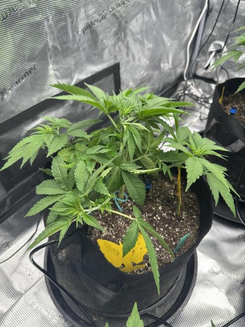 Spring 2026 Grow. Week 4 - Bad apple
