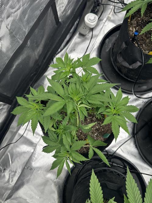 Spring 2026 Grow. Week 4 - Bad Apple 