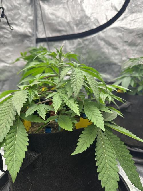 Spring 2026 Grow. Week 4 - Trop cherry og r1