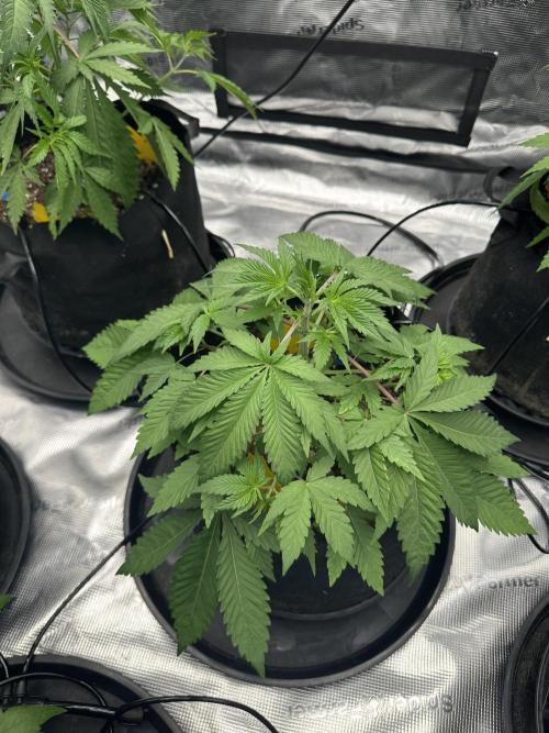 Spring 2026 Grow. Week 4 - Trop cherry og r1