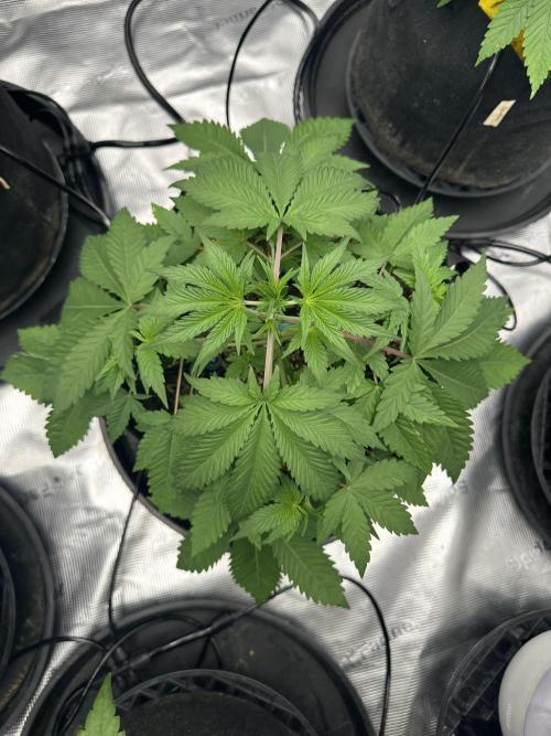 Spring 2026 Grow. Week 4 - Trop cherry og r1