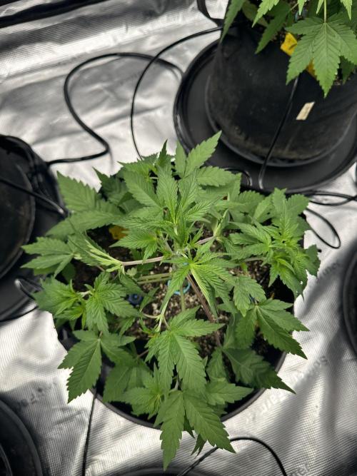 Spring 2026 Grow. Week 4 - Trop cherry og r1