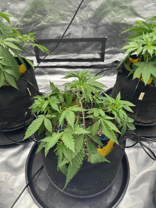Spring 2026 Grow. Week 4 - Trop cherry og r1