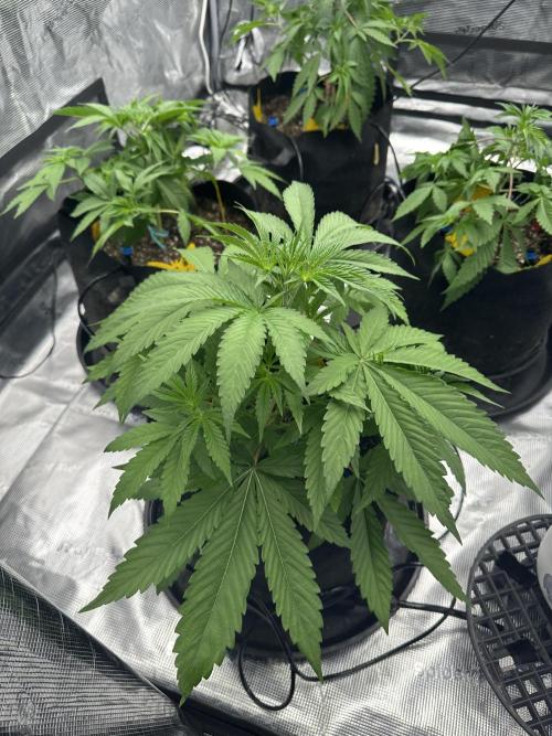 Spring 2026 Grow. Week 4 - Pine tree kush 