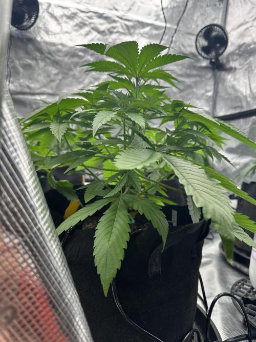 Spring 2026 Grow. Week 4 - Pine tree kush 