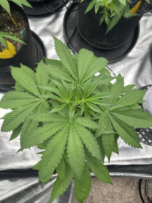 Spring 2026 Grow. Week 4 - Pine tree kush