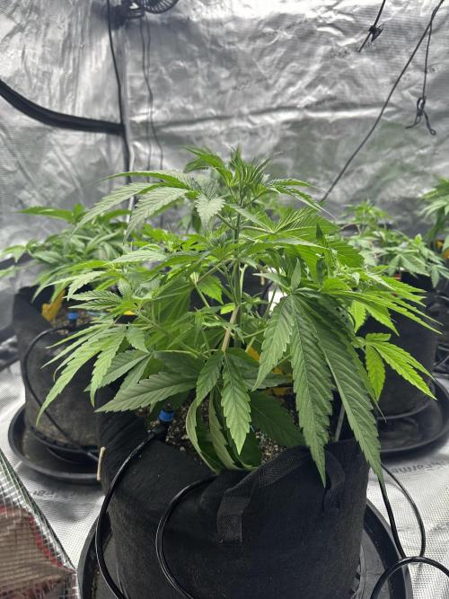 Spring 2026 Grow. Week 4 - Pine tree kush
