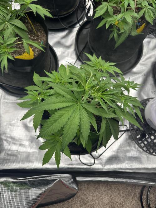 Spring 2026 Grow. Week 4 - Pine tree kush