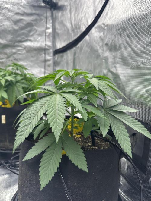 Spring 2026 Grow. Week 4 - Sinmint cookies