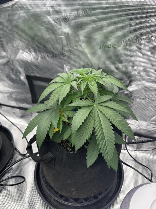 Spring 2026 Grow. Week 4 - Sinmint cookies