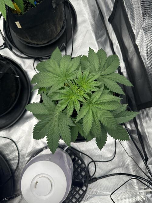 Spring 2026 Grow. Week 4 - Sinmint cookies