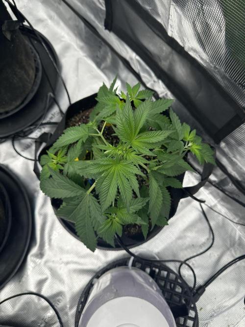 Spring 2026 Grow. Week 4 - Sinmint cookies
