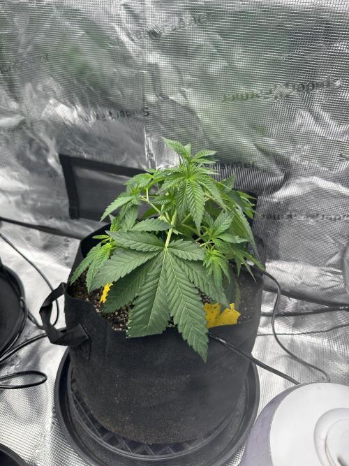 Spring 2026 Grow. Week 4 - Sinmint cookies