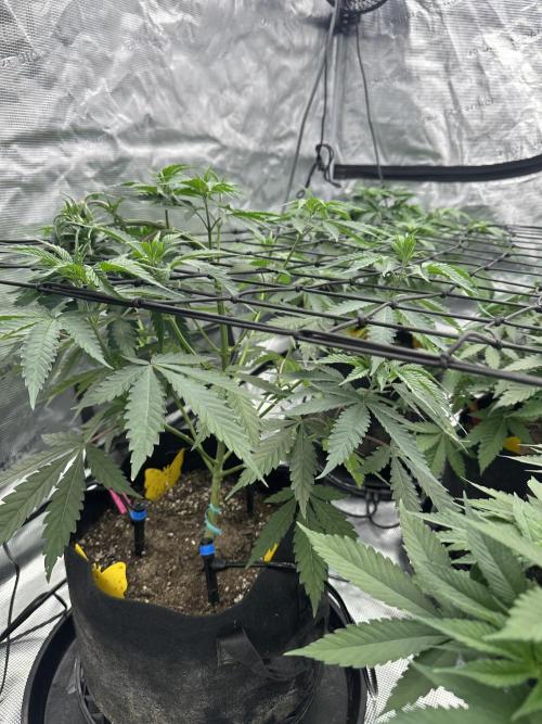 Spring 2026 Grow. Week 5