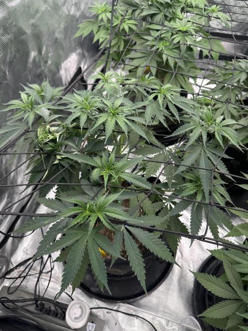 Spring 2026 Grow. Week 5