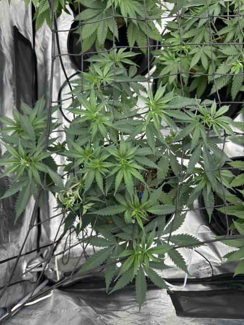 Spring 2026 Grow. Week 5