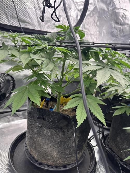 Spring 2026 Grow. Week 5