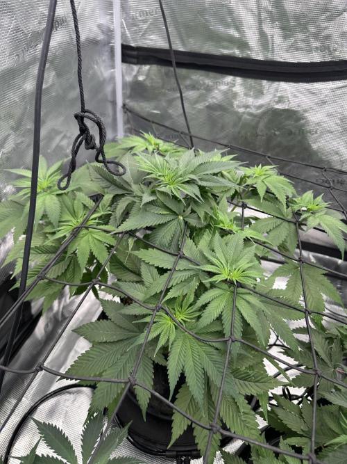 Spring 2026 Grow. Week 5