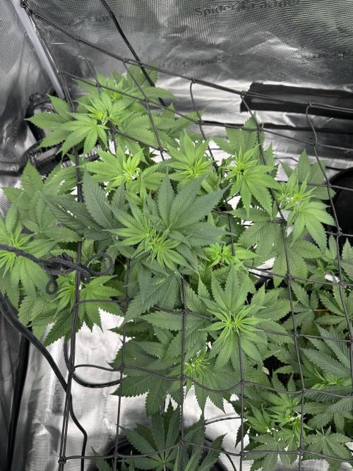 Spring 2026 Grow. Week 5