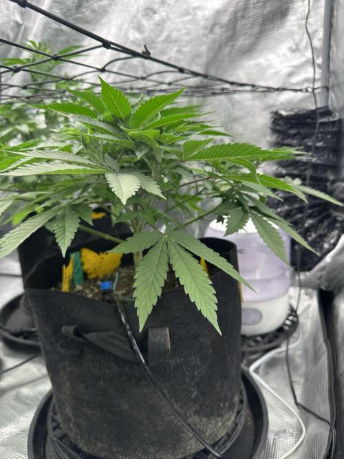 Spring 2026 Grow. Week 5