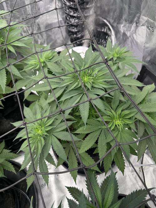 Spring 2026 Grow. Week 5