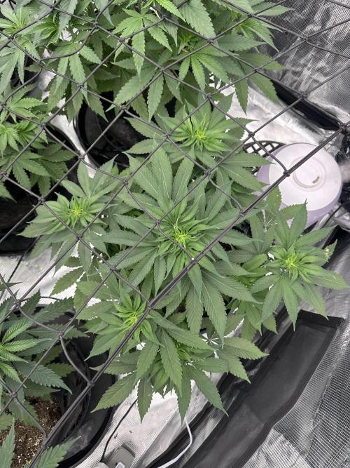 Spring 2026 Grow. Week 5