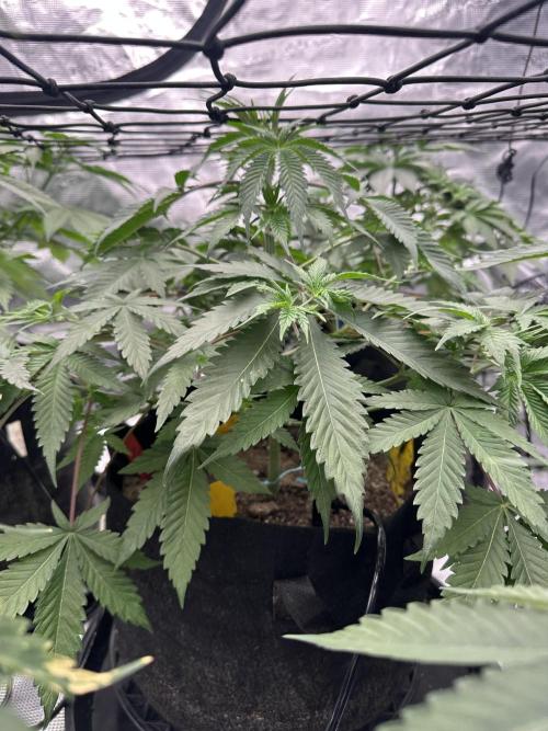 Spring 2026 Grow. Week 5