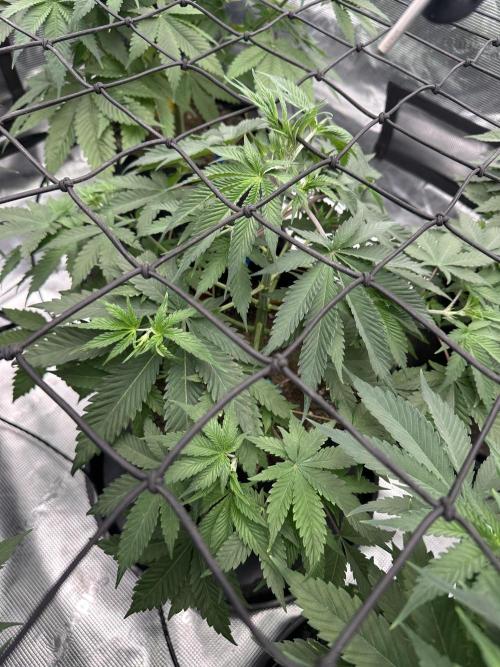 Spring 2026 Grow. Week 5