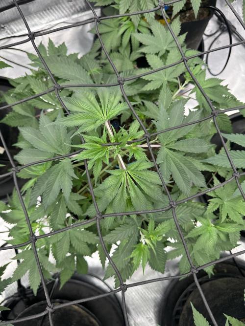 Spring 2026 Grow. Week 5