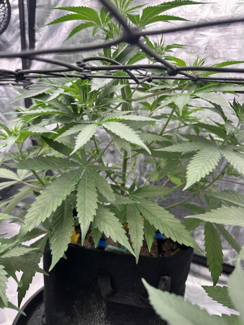 Spring 2026 Grow. Week 5
