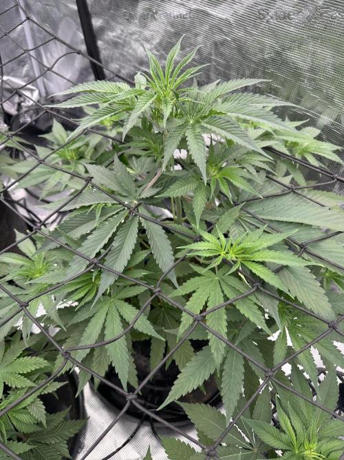 Spring 2026 Grow. Week 5