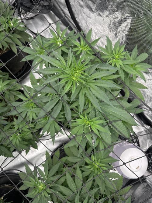 Spring 2026 Grow. Week 5