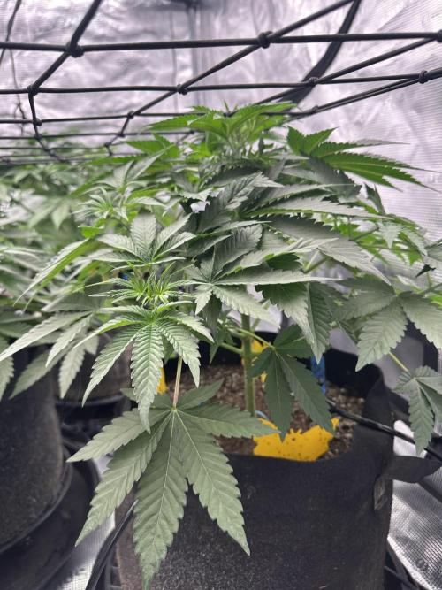 Spring 2026 Grow. Week 5