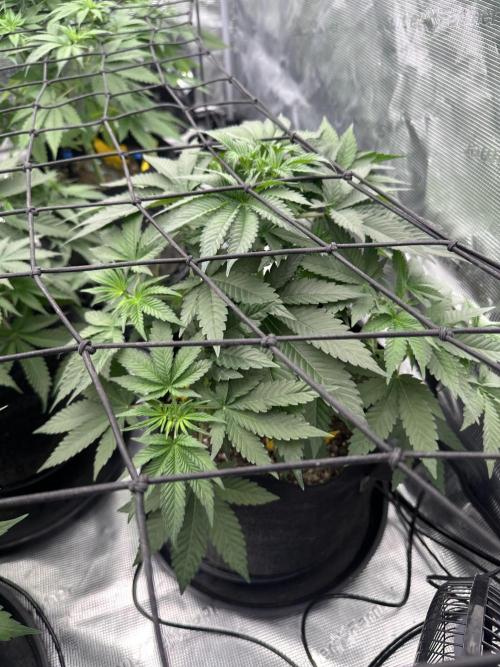 Spring 2026 Grow. Week 5
